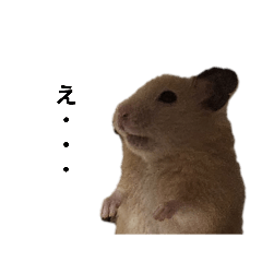 cholo_20240927163820