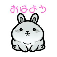 fat fat cute bunny