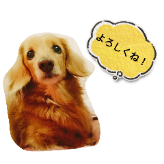 わんちゃん    スタンプ