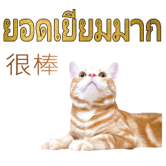 CAT ThaiThaillandDailyLifeCONV