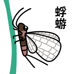 Mayfly insects