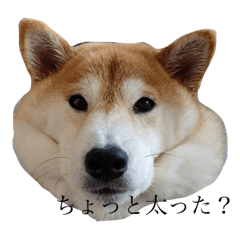 shibachan_20240928153148