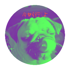 oyasumipug_20240928171308