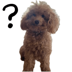 Qoo the toy poodle 2