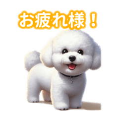 Absolutely adorable Bichon Frise!