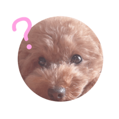 Toy poodle Gabu