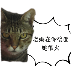 cool cat stickers 001