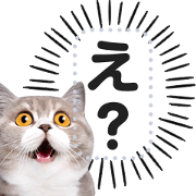 Say hello with a surprised cat!