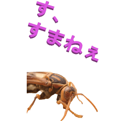 edokko from tiger Polistes wasp3-BIG