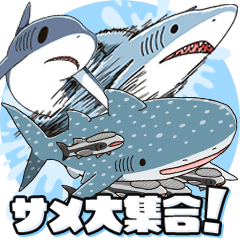 いろんなサメが毎日使える！SHARK ALL STAR