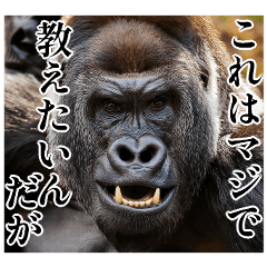 Gorilla for every day use