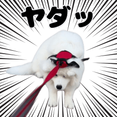 Samoyed Puppy Scary Tsubaki's Daily life