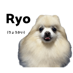 The cute dog speaks Japanese in Romaji