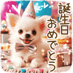 white chihuahua anniversary sticker