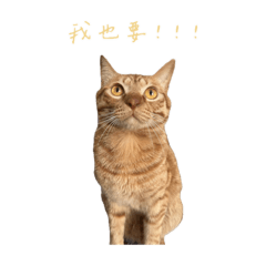 一杯溫牛奶