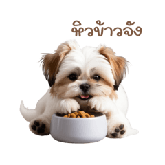 Shih Tzu: Fluffy and cute