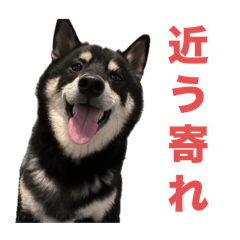 Mozuku_shibainu_20240930144304