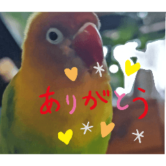 lovebird_20241001021837