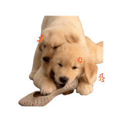 Raft and rod : the golden retrievers