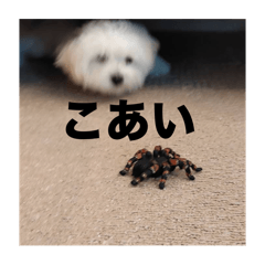 fuwa_20241001200243