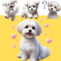 Bibi Si Maltese Imut