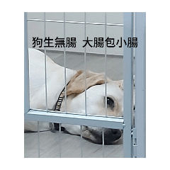 狗狗隨手拍2