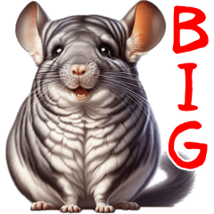 Large photo of chinchilla