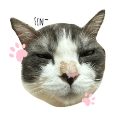 Momo Tama