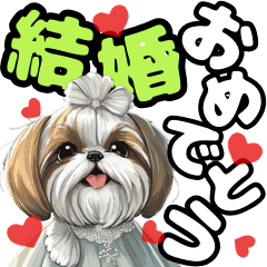 Celebrating Shih Tzu