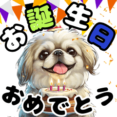 Celebrating White Pekingese