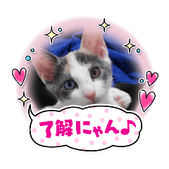 naraya_20241002212436