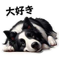 Fluffy border collie feelings