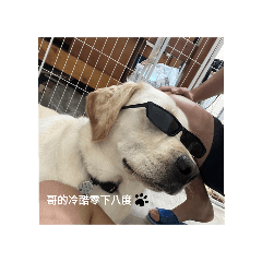 狗狗隨手拍