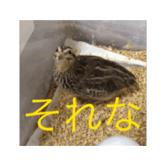 動く可愛い❤️毎日使える！うずらスタンプ