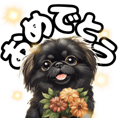 Celebrating Black Pekingese