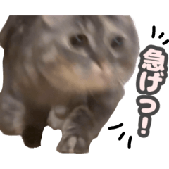 motsuko_20241004235012