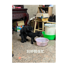 我家可愛的小狗狗