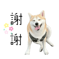 柴犬Nori的日常