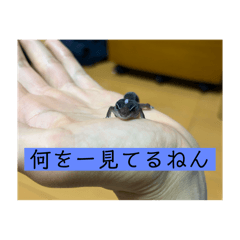 akatsu_20241005161017