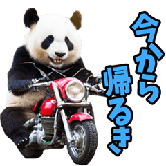 高知・土佐弁☆パンダ