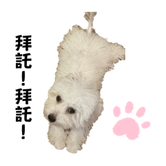 Bichon Frise Momo (2-4 months old)