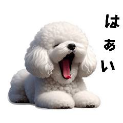 Cute Bichon Frize feelings