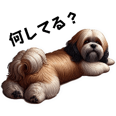 Cute Lhasa Apso feelings