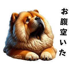 Cute chow chow feelings