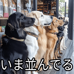 Dog meeting (contact, report, going out)