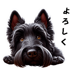 Cute Scottish Terrier's feelings