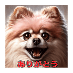 Heartwarming Message of Pomeranians