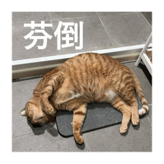 鄭巧達的日常