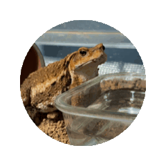 hiki_geko_20241004211051