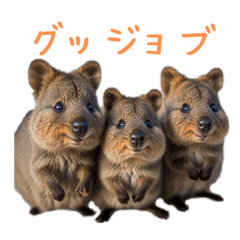 Happy Animal_Quokka Wallaby24